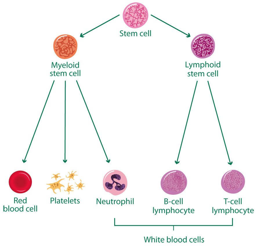 the-blood-and-the-lymphatic-system-understanding-macmillan-cancer